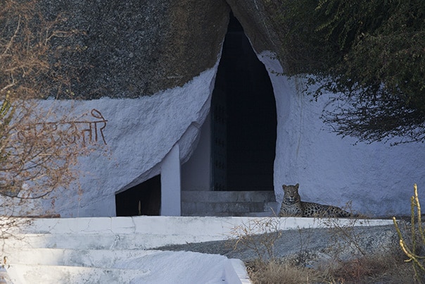 Luxury India Travel - Jawai Leopard Camp The Jawai Leopard Camp, Luxury India Tented Camp