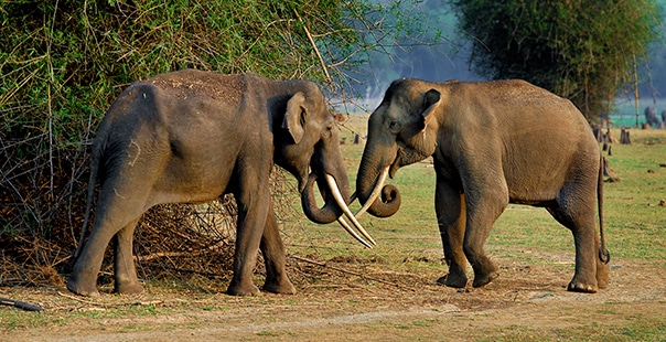 South India - Orange County