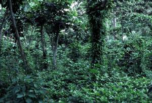 Shade-grown coffee, India's is reputed to be the best