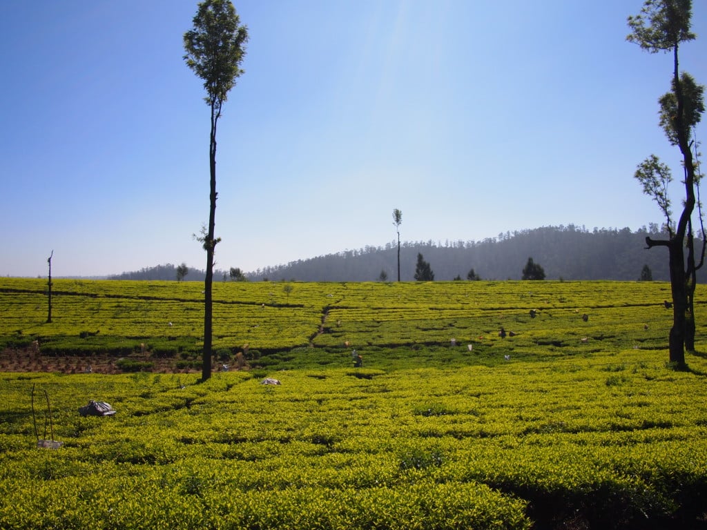 Tea Picking in Ooty