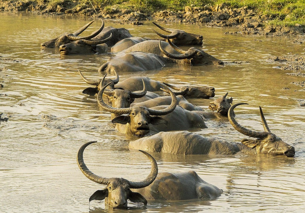 Wild Water Buffalo