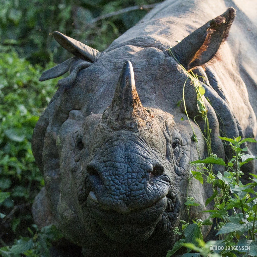 Rhinoceros at Chitwan National Park
