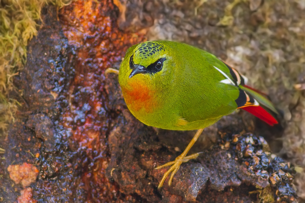 Myzornis_pyrrhoura_-Eaglenest_Wildlife_Sanctuary,_Arunachal_Pradesh,_India_-male-8_Wikimedia