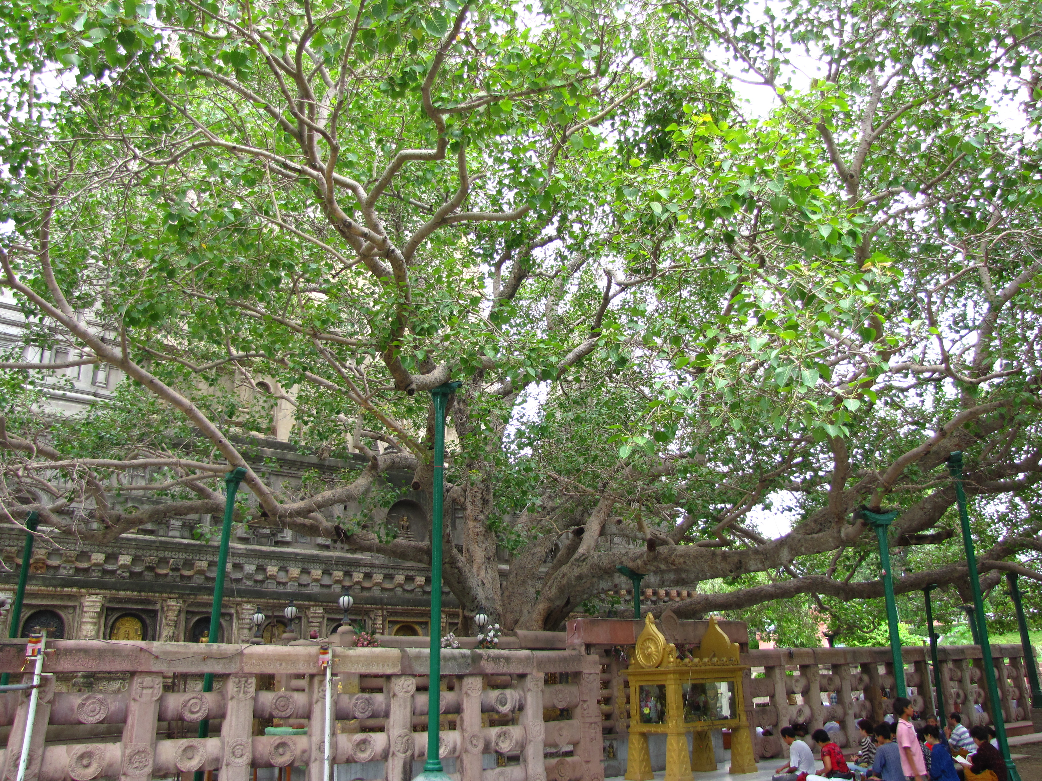 Bodhi Tree, Bodhgaya, India. Photo by Man Bartlett courtesy of Creative Commons.