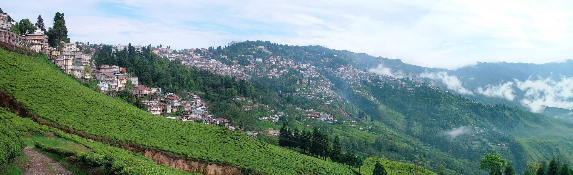 Grape Grazing in Nashik : The Wine Region of India